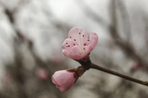 Prunus persica Stock Photos