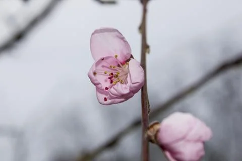 Prunus persica Stock Photos