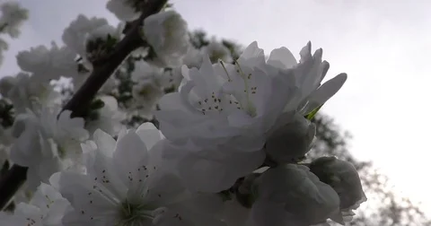Prunus persica spring flowers on branches close-up 4K 2160p 24fps UltraHD Vídeos de archivo 77120334