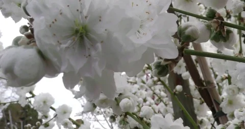 Prunus persica spring flowers on branches close-up 4K 2160p 24fps UltraHD Vídeos de archivo 77120791