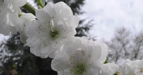 Prunus persica spring flowers on branches close-up 4K 2160p 24fps UltraHD Vídeos de archivo 77122143