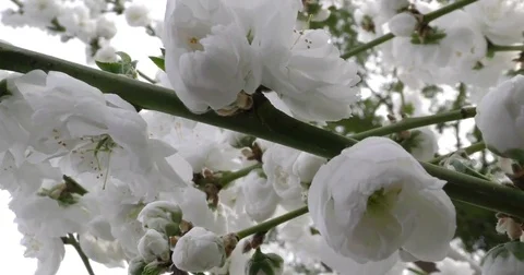 Prunus persica spring flowers on branches close-up 4K 2160p 24fps UltraHD Vídeos de archivo 77123747