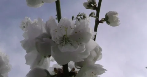 Prunus persica spring flowers on branches close-up 4K 2160p 24fps UltraHD Vídeos de archivo 77125130