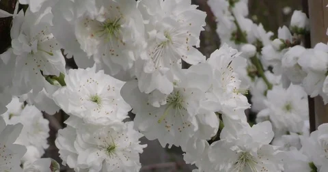 Prunus persica spring flowers on branches close-up 4K 2160p 24fps UltraHD Vídeos de archivo 77126181