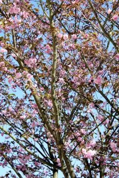 Prunus  Stock Photos