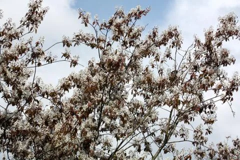 Prunus 스톡 사진