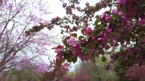 Prunus Serrulata Video stock 152270069