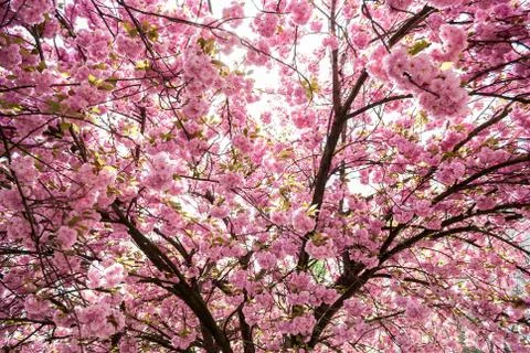 Prunus serrulata - tree Stock Photos