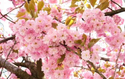 Prunus serrulata - tree Stock Photos