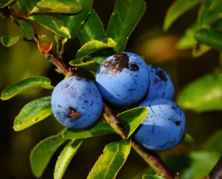 Prunus spinosa backgrounds Stock Photos