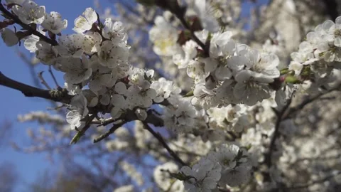 Prunus spinosa, called blackthorn or sloe, is flowering plant in rose family  Video stock 167181510