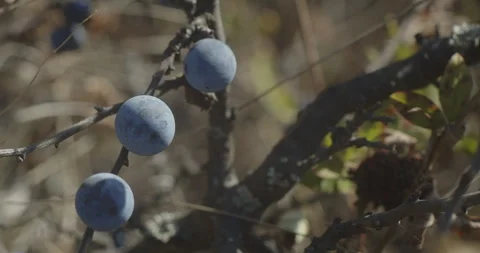 Prunus spinosa organic tree fruit 4K slomo video Stock Footage 293122230