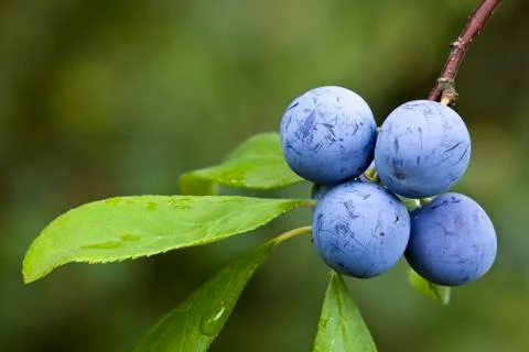 Prunus Spinosa Stock Photos