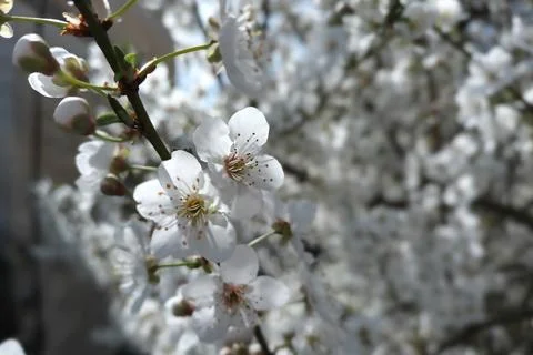 Prunus spinosa Stock Photos