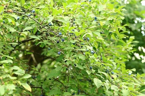 Prunus spinosa on a tree. Soft selective focus Stock Photos