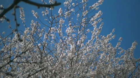 Prunus tree in Bloom Saint-Cloud Stock Footage 171084082
