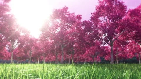 Prunus Trees Field Loop - Nature Landscape Background Stock Footage