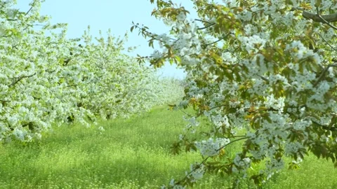Prunus trees grow in boundless local orchard with grass Stock Footage 154725679