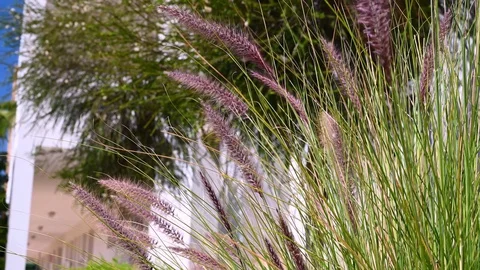 Prurple windy plants 動画素材 127646562