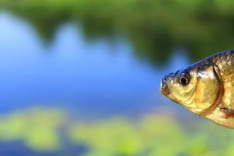 Prussian carp's head on the river's background Stock Photos