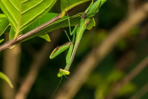 Prying mantis Stock Photos
