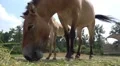 Przewalski-Horse with cute foal low angle eating hay HD Footage
