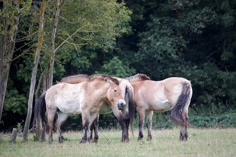 Przewalski Horse (Equus ferus przewalskii) Przewalski Horse (Equus ferus p... Stock Photos
