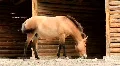 Przewalski horse HD Footage