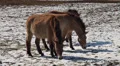 Przewalski-Horses HD Footage