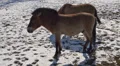 Przewalski-Horses HD Footage