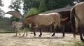Przewalski-Horses low angle with cute foals at a farm HD Footage