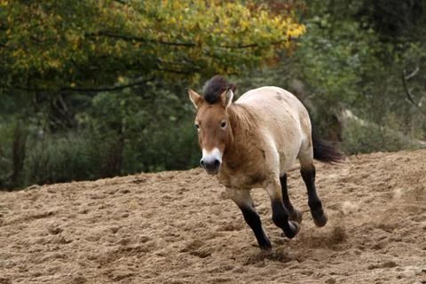 Przewalski-Pferd Stock Photos