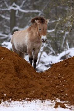 Przewalski-Pferd Stock Photos