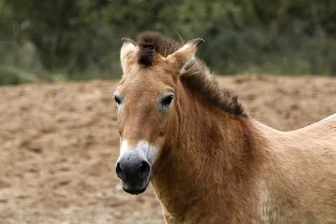 Przewalski-Pferd Stock Photos