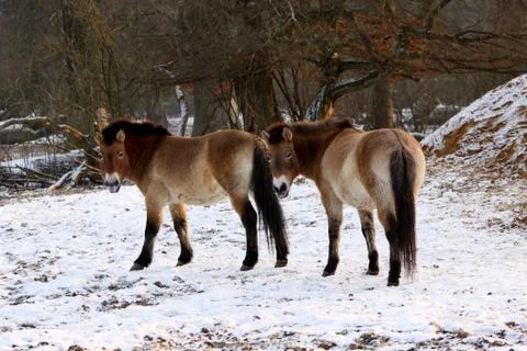 Przewalski-Pferd Stock Photos