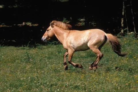 PRZEWALSKI Stock Photos