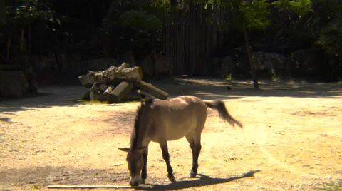 Przewalski's horse in captivity Stock Footage 66206201