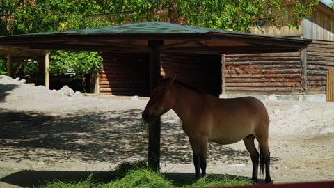 Przewalski's horse eats grass. Stock Footage 160497525