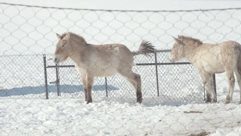 Przewalski's Horse in Winter Stock Footage 86669408