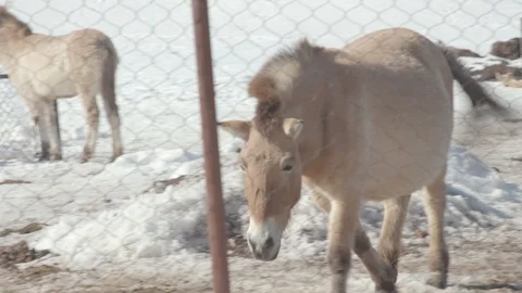 Przewalski's Horse in Winter Stock Footage 86669432