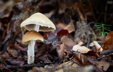 Psathyrella Фото