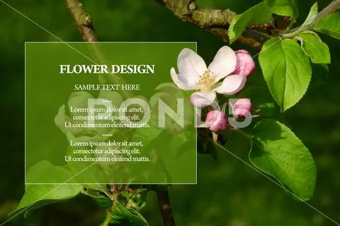 Psd Mockup floral invitation design with Apple flower replace your text PSD Template