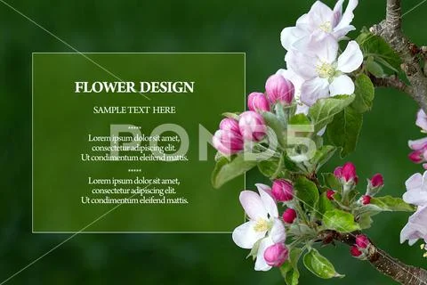 Psd Mockup floral invitation design with  Apple branch replace your text PSD Template