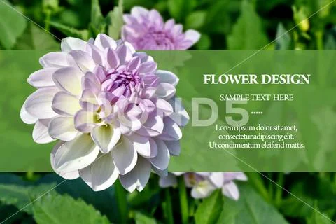 Psd Mockup invitation design with Dahlia replace your text Layered Psd PSD Template