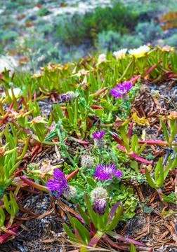 Psephellus sp. and other salt tolerant succulent plants on a sandy beach al.. Stock Photos