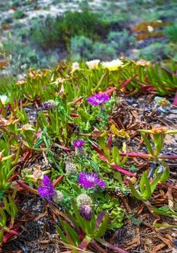 Psephellus sp. and other salt tolerant succulent plants on a sandy beach al.. Stock Photos