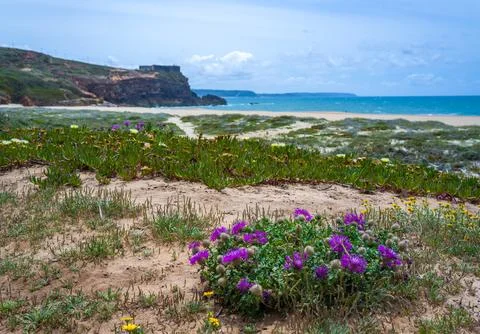 Psephellus sp. and other salt tolerant succulent plants on a sandy beach al.. Stock Photos