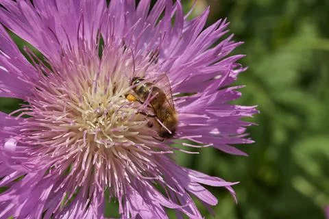 Psephellus whitewashed (lat. Psephellus dealbatus) blooms in the garden. Stock Photos