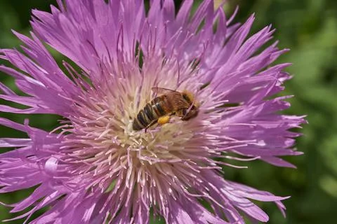 Psephellus whitewashed (lat. Psephellus dealbatus) blooms in the garden. Stock Photos
