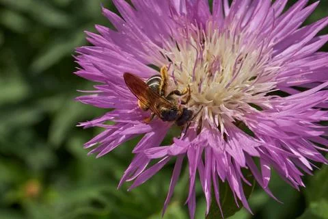 Psephellus whitewashed (lat. Psephellus dealbatus) blooms in the garden. Stock-Fotos